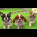 NINTENDO DOGS CAT FRENCH BULLDOGS 3DS